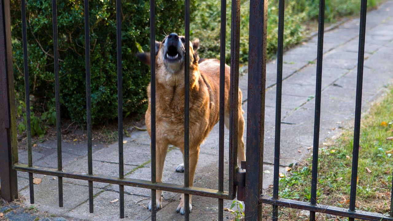 Le Chien De Mon Voisin Aboie Tout Le Temps Puis Je Porter Plainte