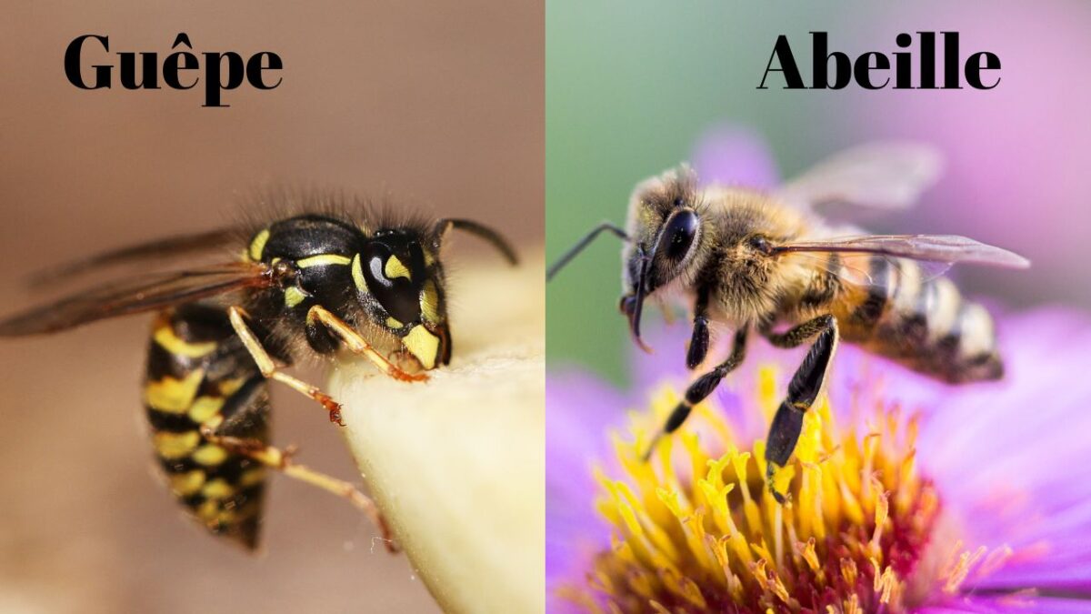 Quelle est la différence entre une abeille et une guêpe