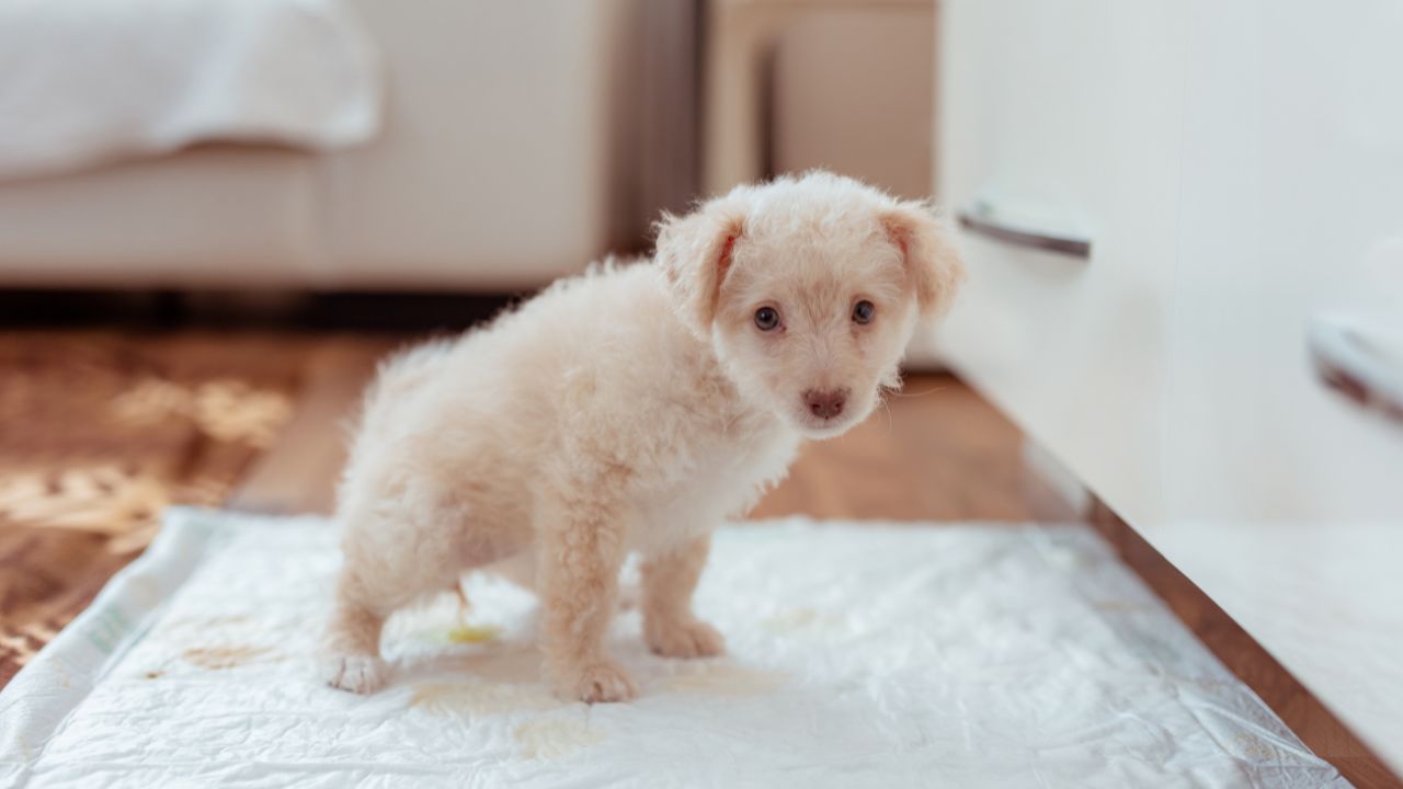 Comment apprendre facilement la propreté à son chiot