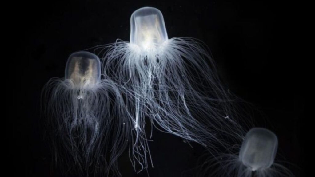 animaux venimeux top (3) meduse