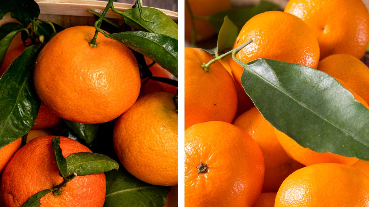 Connaissez-vous la différence entre la clémentine et la mandarine ?