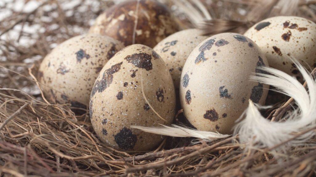 oiseaux œufs oeufs sans fecondation (2)