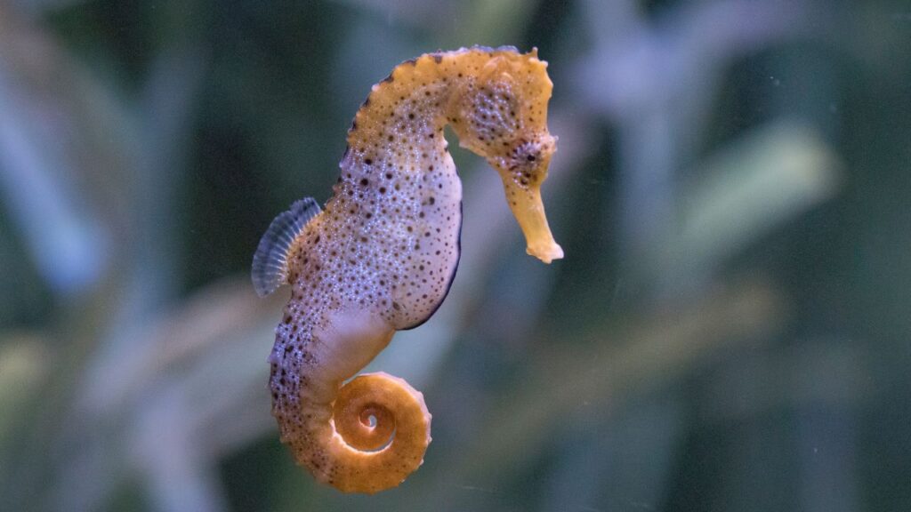 hippocampe male oeufs papa (1)