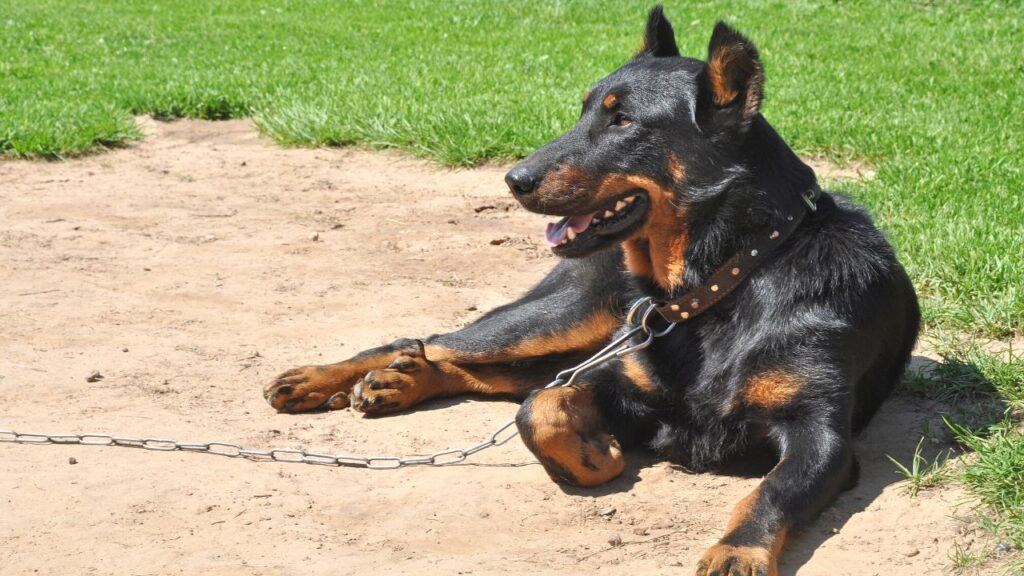 beauceron plus belles races chien (10)