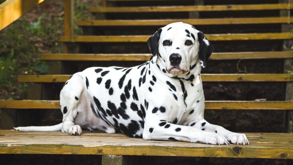 dalmatien plus belles races chien (4)