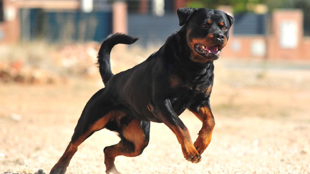 rottweiler plus belles races chien (2)