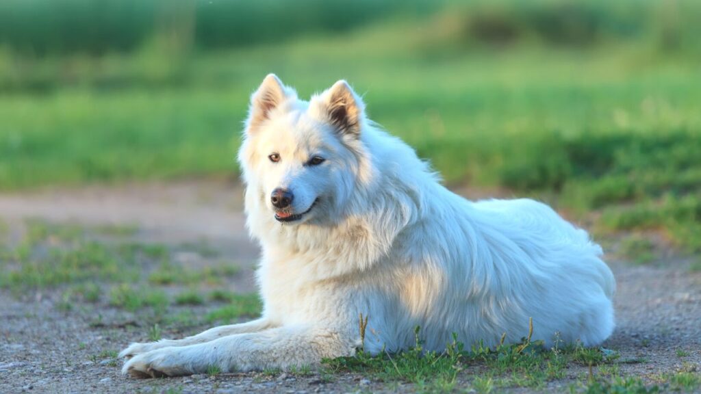 samoyede plus belles races chien (9)