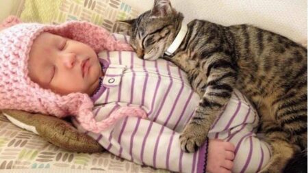 chat-et-bébé-cohabitation (1)
