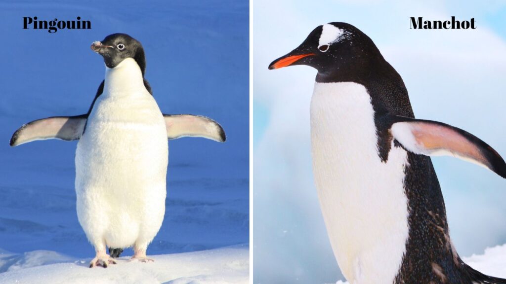 Quelles différences entre le pingouin et le manchot ?