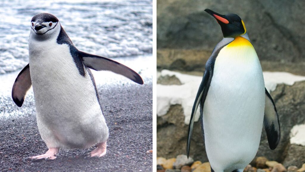 differences pingouin manchot (2)