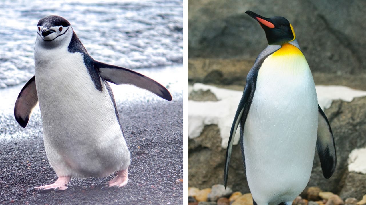 Les différences entre un manchot et un pingouin