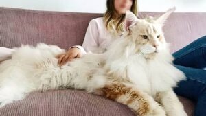 gros-chat-top-des-races-les-plus-massifs (1)