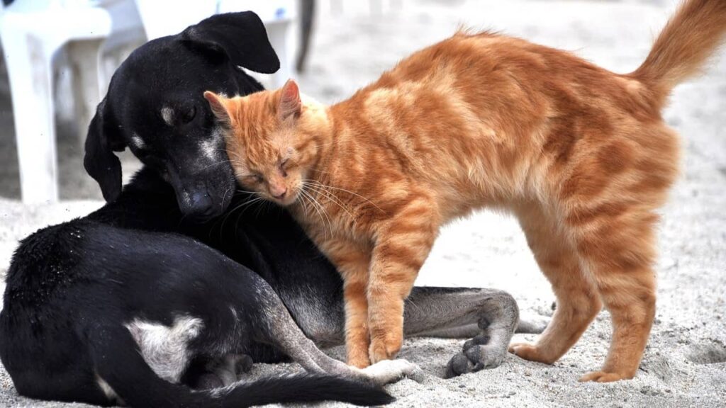 socialisation-des-chats-et-chiens (1)