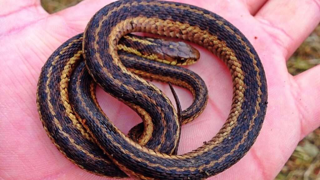 serpent jarretiere top serpents débutants (6)