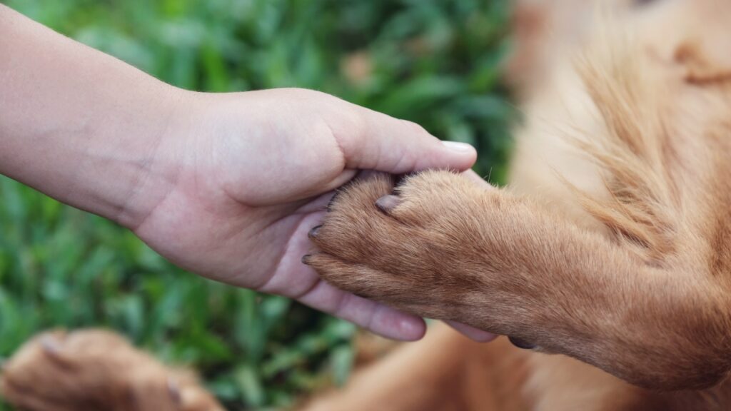 La compagnie animale : un remède pour la santé mentale ?