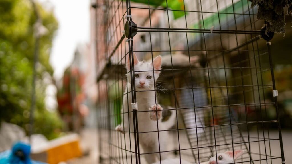 chat-en-cage-et-vie-en-plein-air (1)