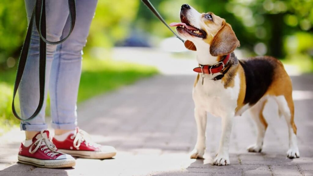 maitre avec son chien