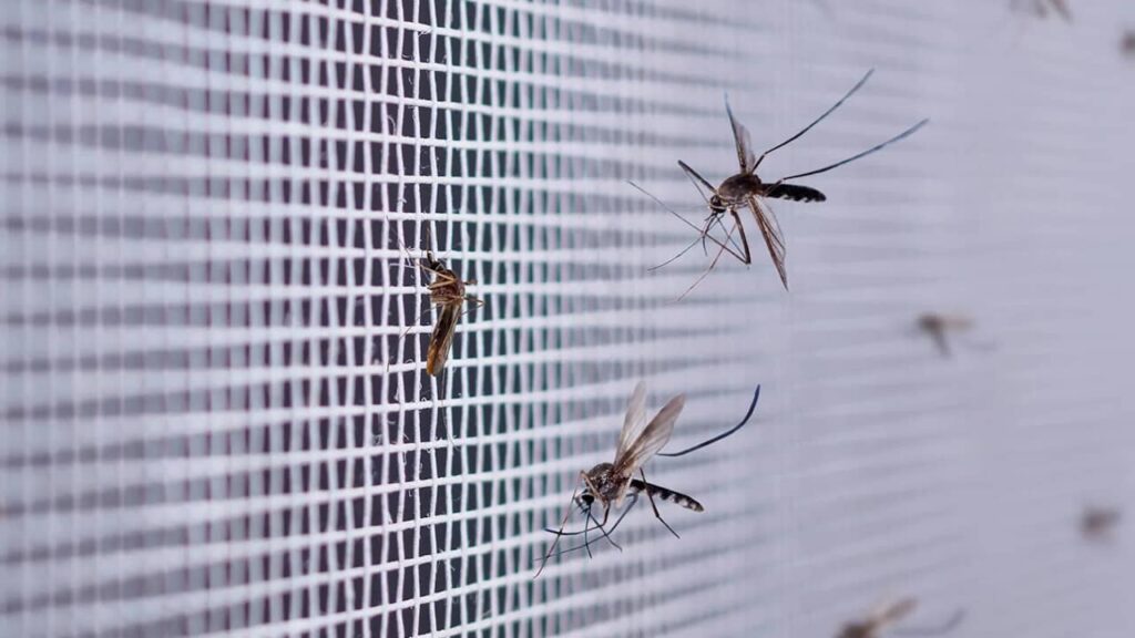 moustiques dans une moustiquaire