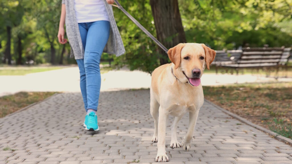 Responsabilité civile pour chien