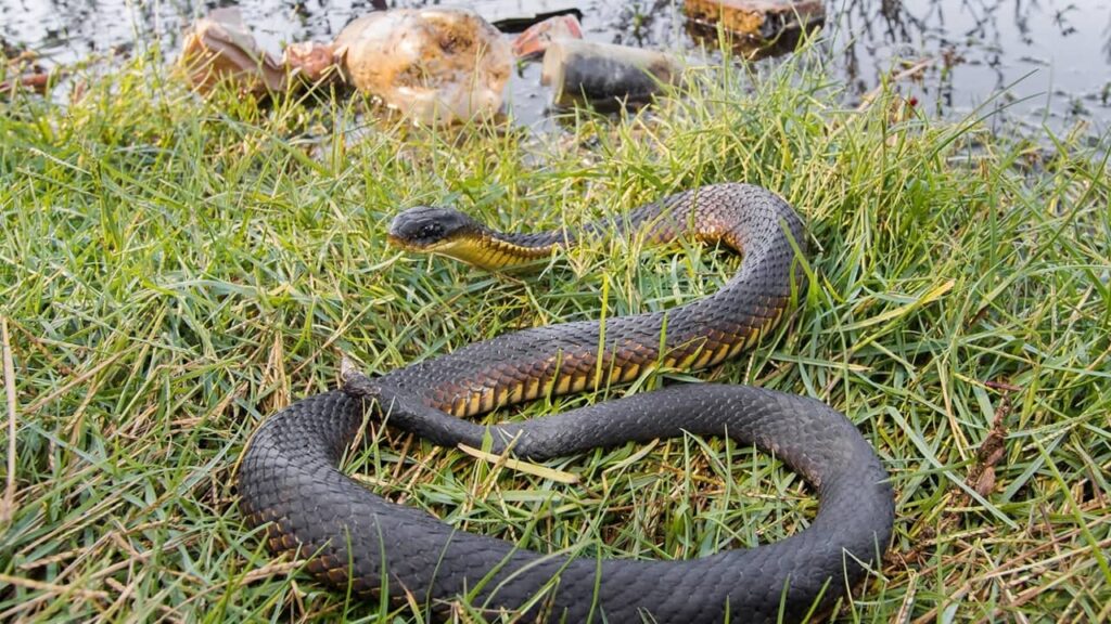 serpents-tigres-australie-équilibre-écologique (1)