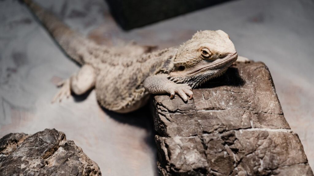 adopter animal pogona