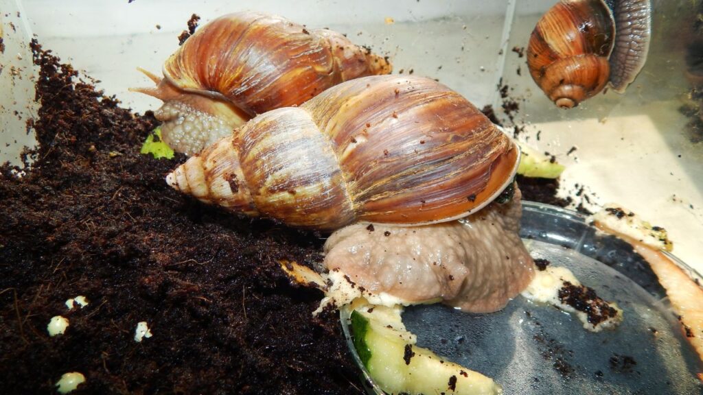 escargots reproduction (2)