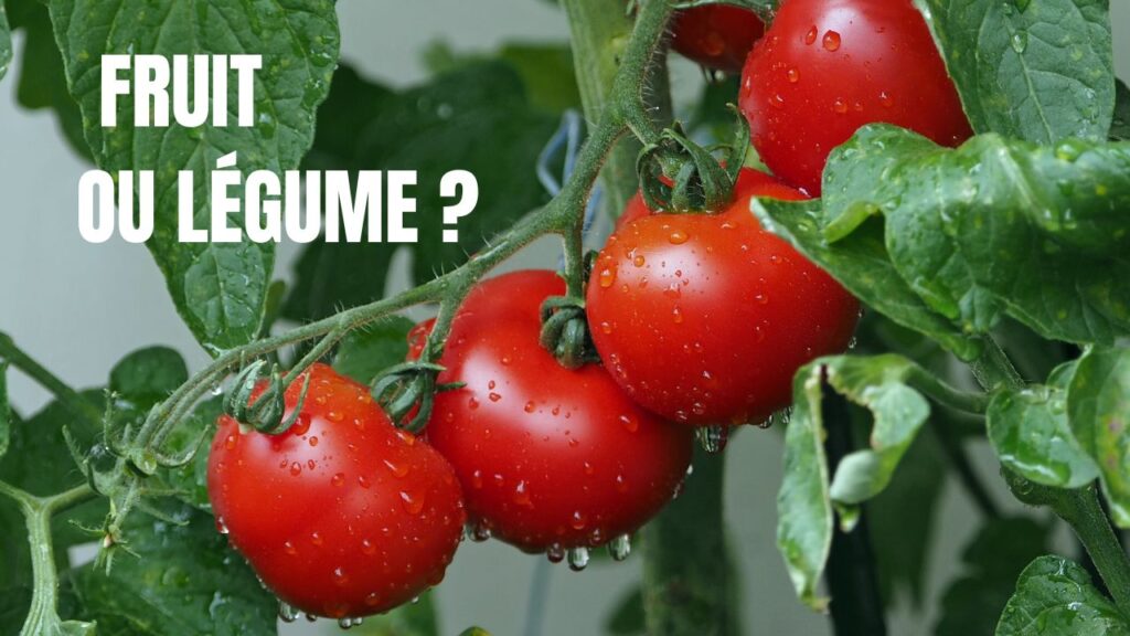 fruit ou legume difference liste tomate (2)