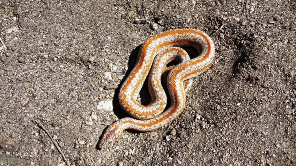 serpents-les-plus-petits-Charina trivirgata (1)