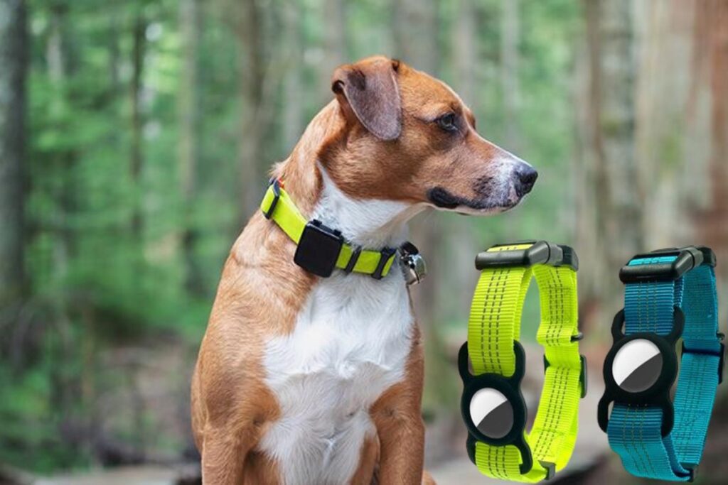 Un chien portant l'Apple Watch