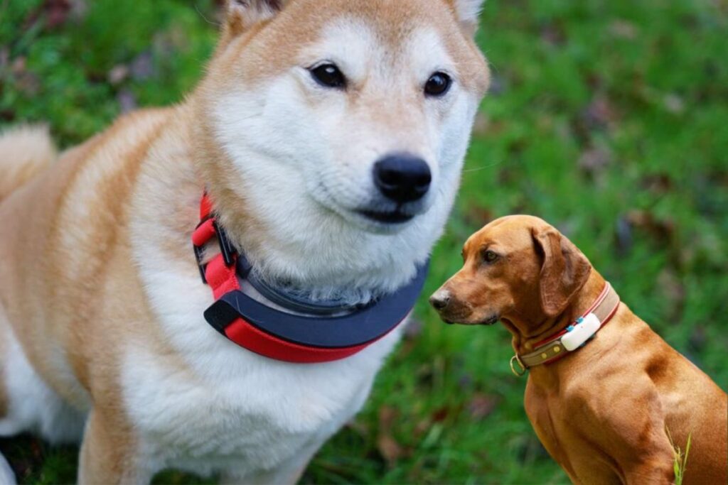 Deux chiens portant l'apple watch conçu pour eux. 