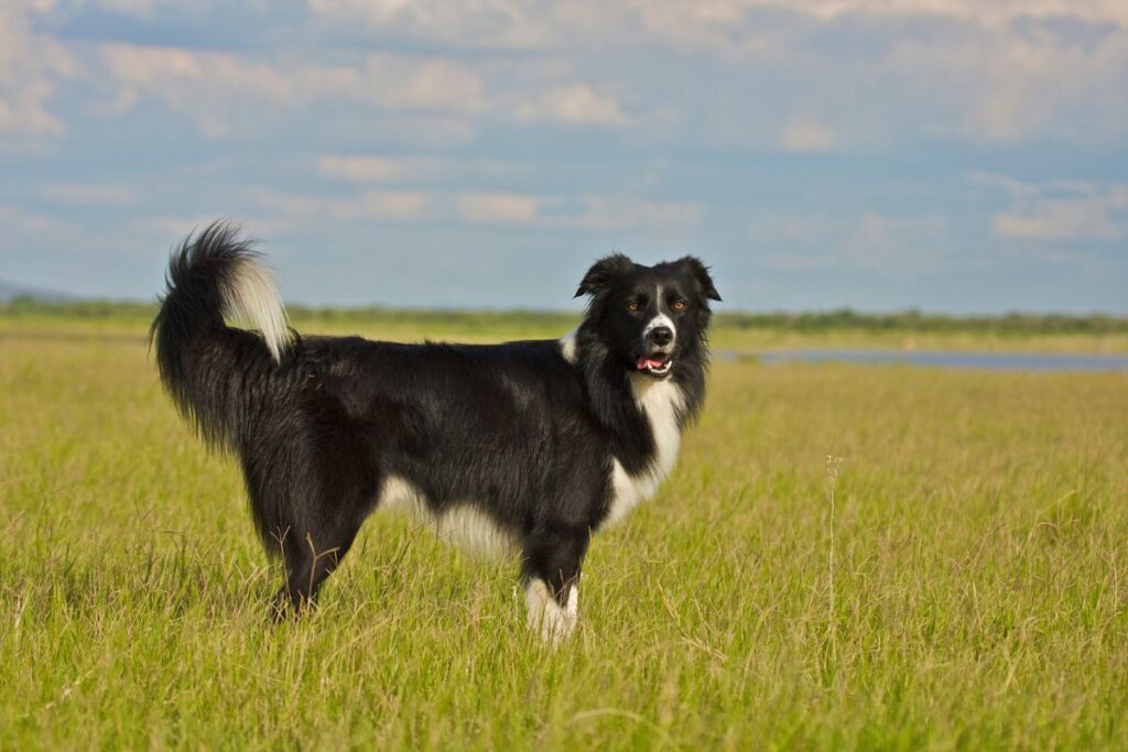 Un chien de la race Border Collie très intelligent 