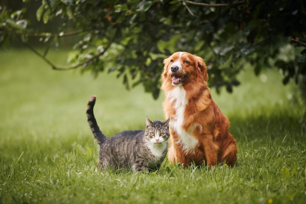 Le chien et le chat se mesurent l'intelligence. 