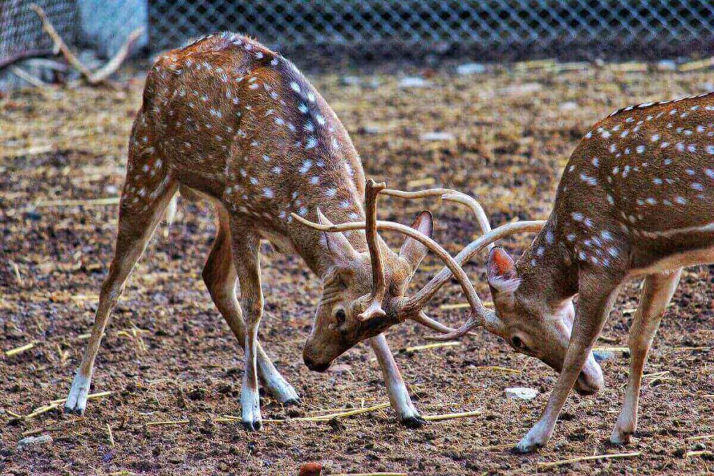 Un affrontement entre animaux sauvages.