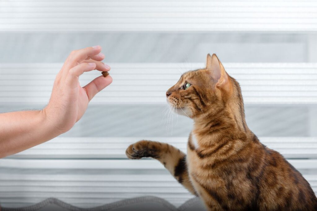 Une femme éduque son chat avec la nourriture. 