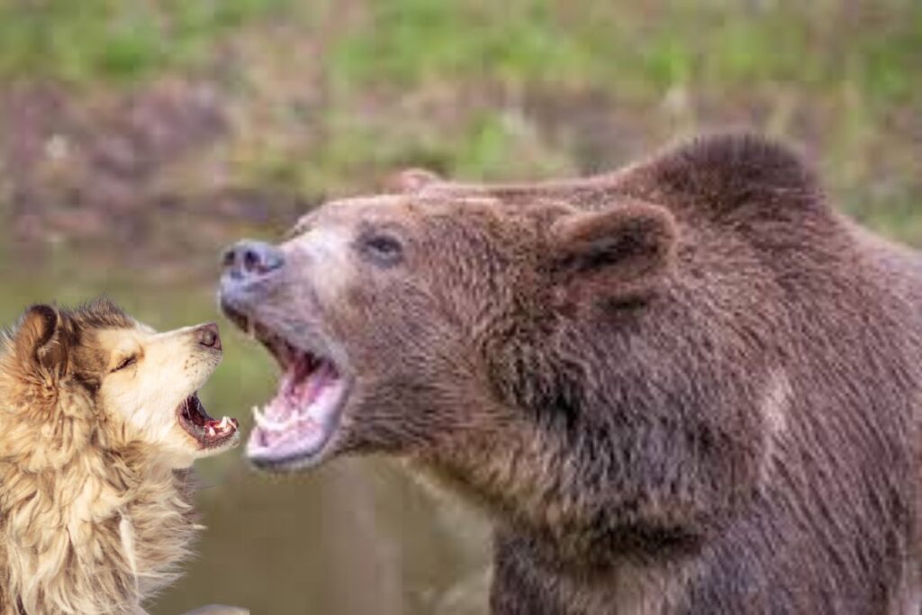 Un face-à-face entre animaux sauvages