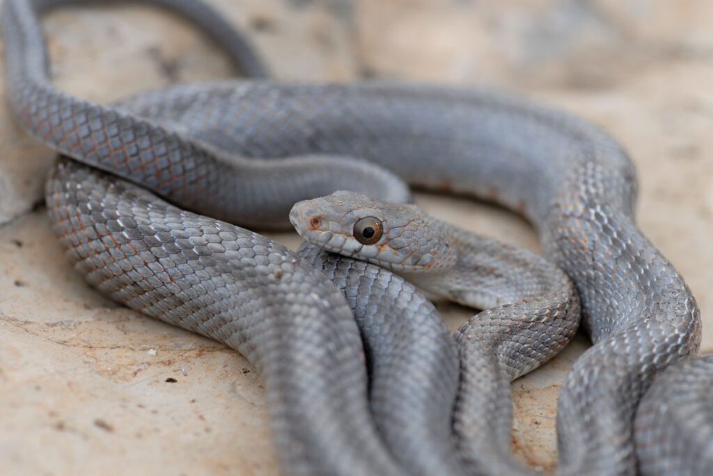 Une explosion évolutive a permis aux serpents de développer des caractéristiques uniques