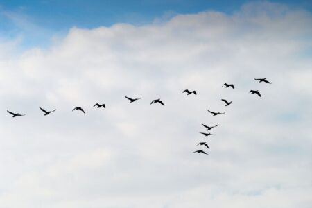 Oiseaux migrateurs en déplacement par vole en formation en V