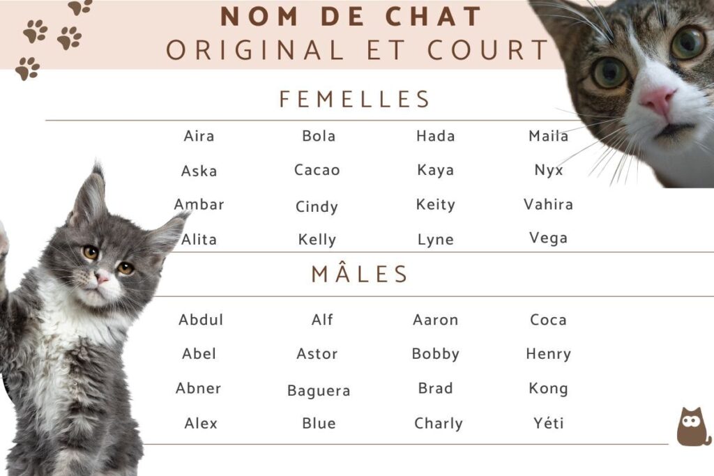Les noms de chats les plus drôles et originaux