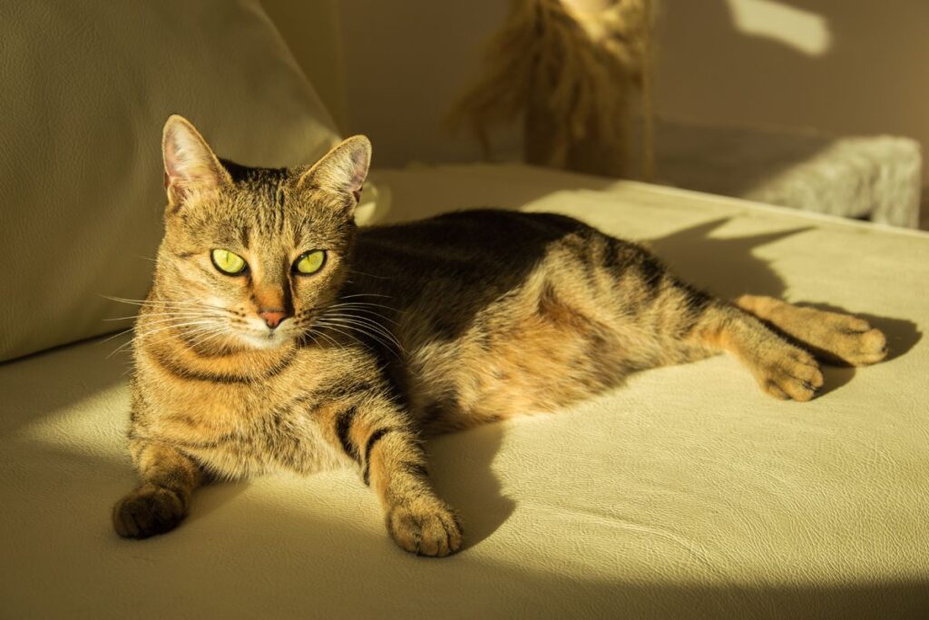 Un chat en baisse d'activité du fait de l'arthrose.  