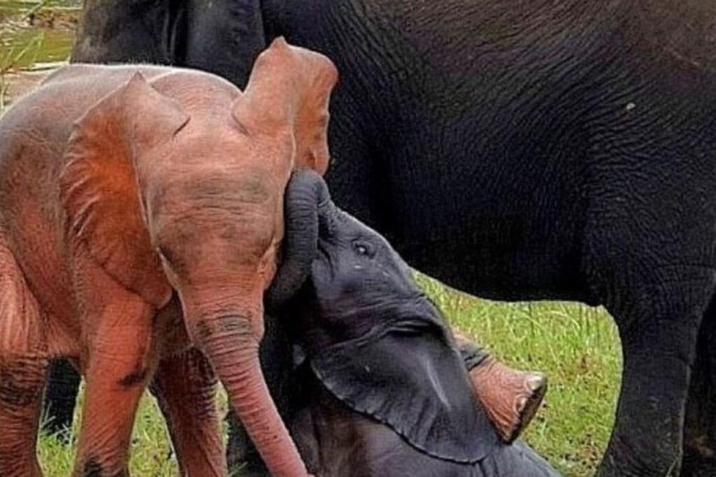 Un éléphant à la couleur rose force l'admiration dans un parc en Afrique du Sud.