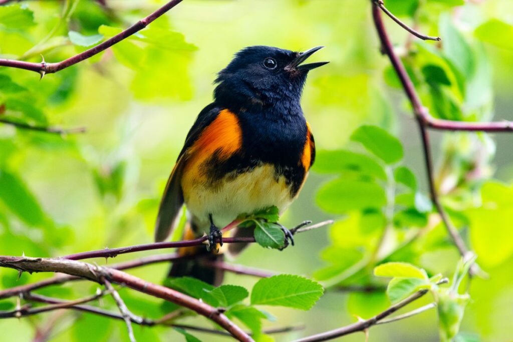 Un bel oiseau chante dans son milieu naturel.