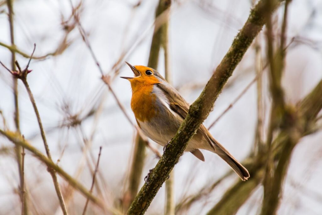 Un oiseau qui chante tout seul