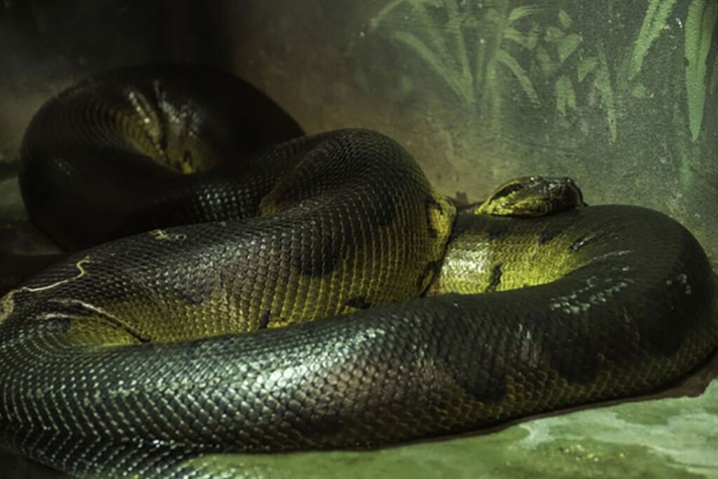 l'anaconda vert, un serpent géant