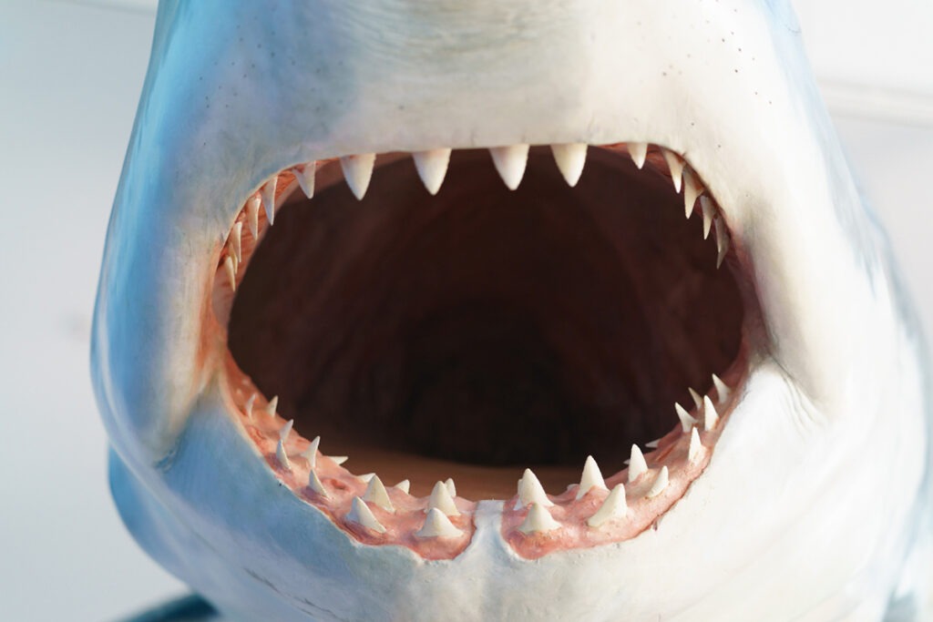 Vue de face de la gueule ouverte d'un requin blanc montrant ses dents acérées.
