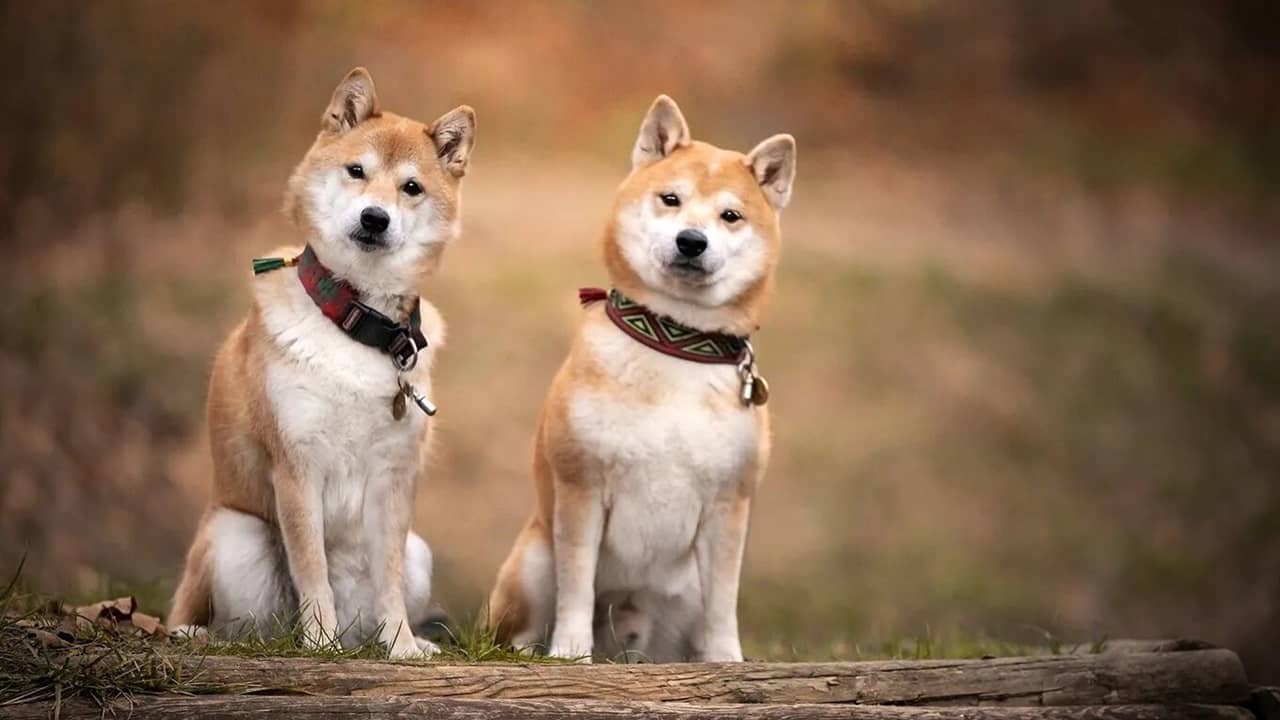 Races De Chiens Ind Pendants Adapt S La Solitude Le Top