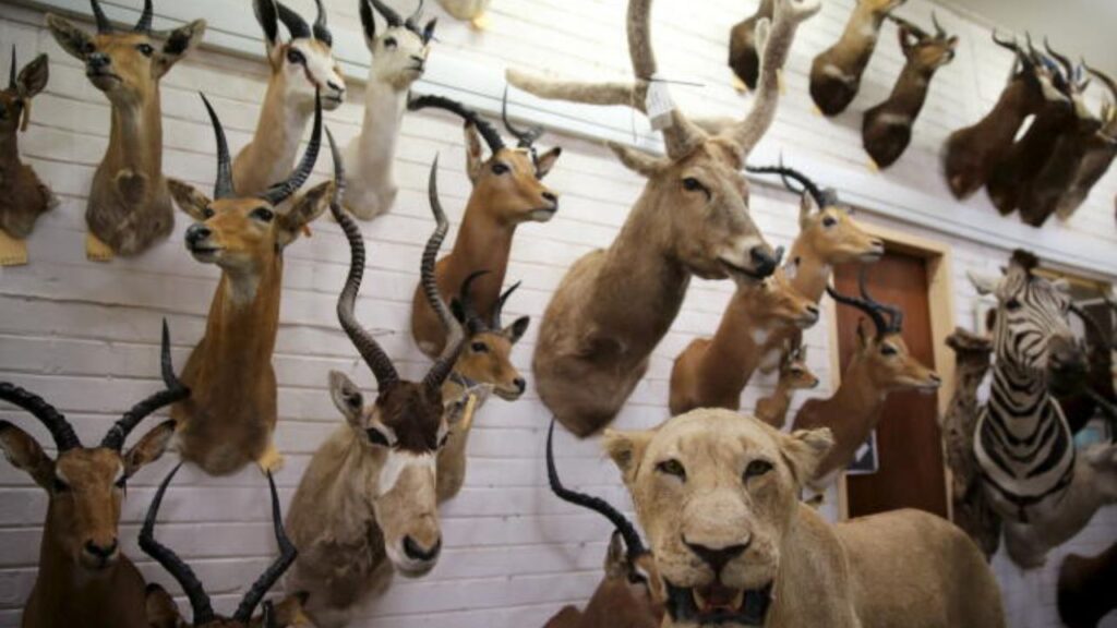 taxidermie trophees chasse (3)