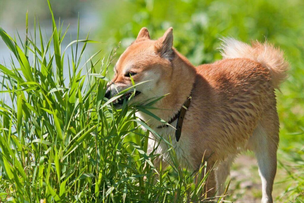 Un chien broutant de l'herbe pour se soigner