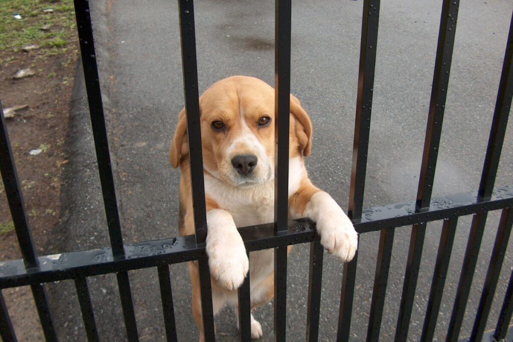Un chien en cage qui s'ennui