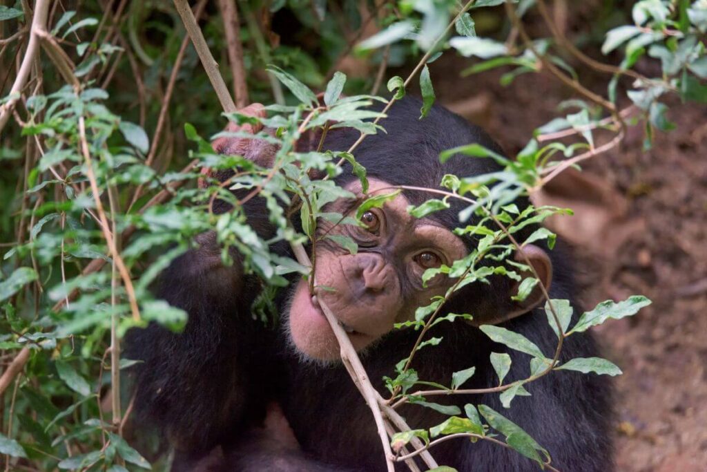 Un chimpanzé se soignant avec de l'herbe.