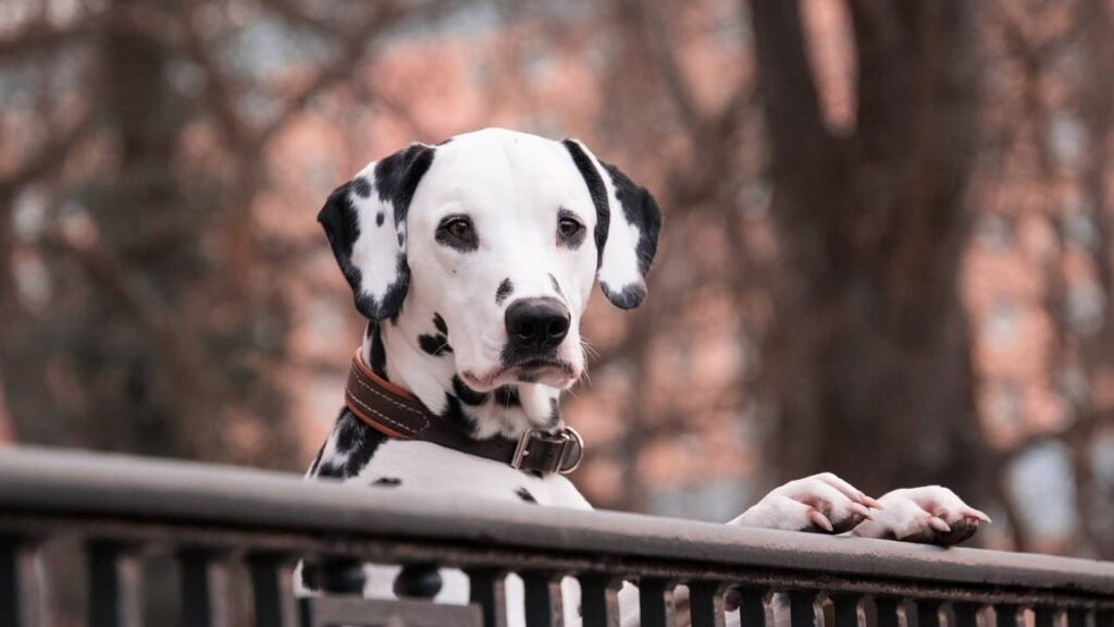 dalmatien